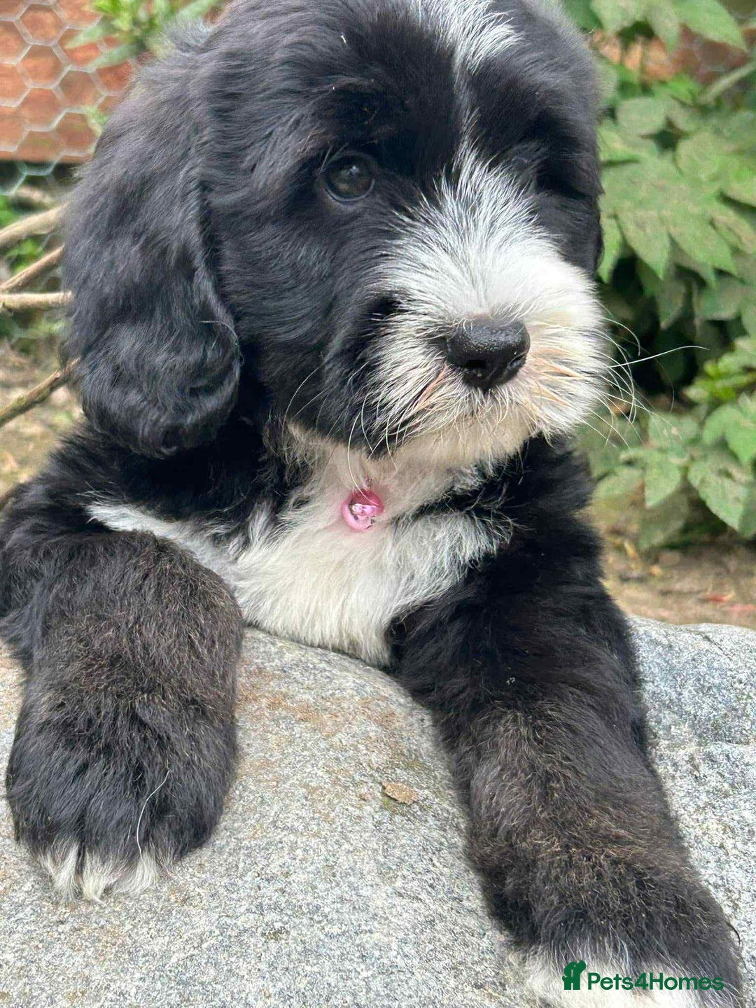 Sheepadoodle dogs for sale: unique sheepadoodles due - Image 33