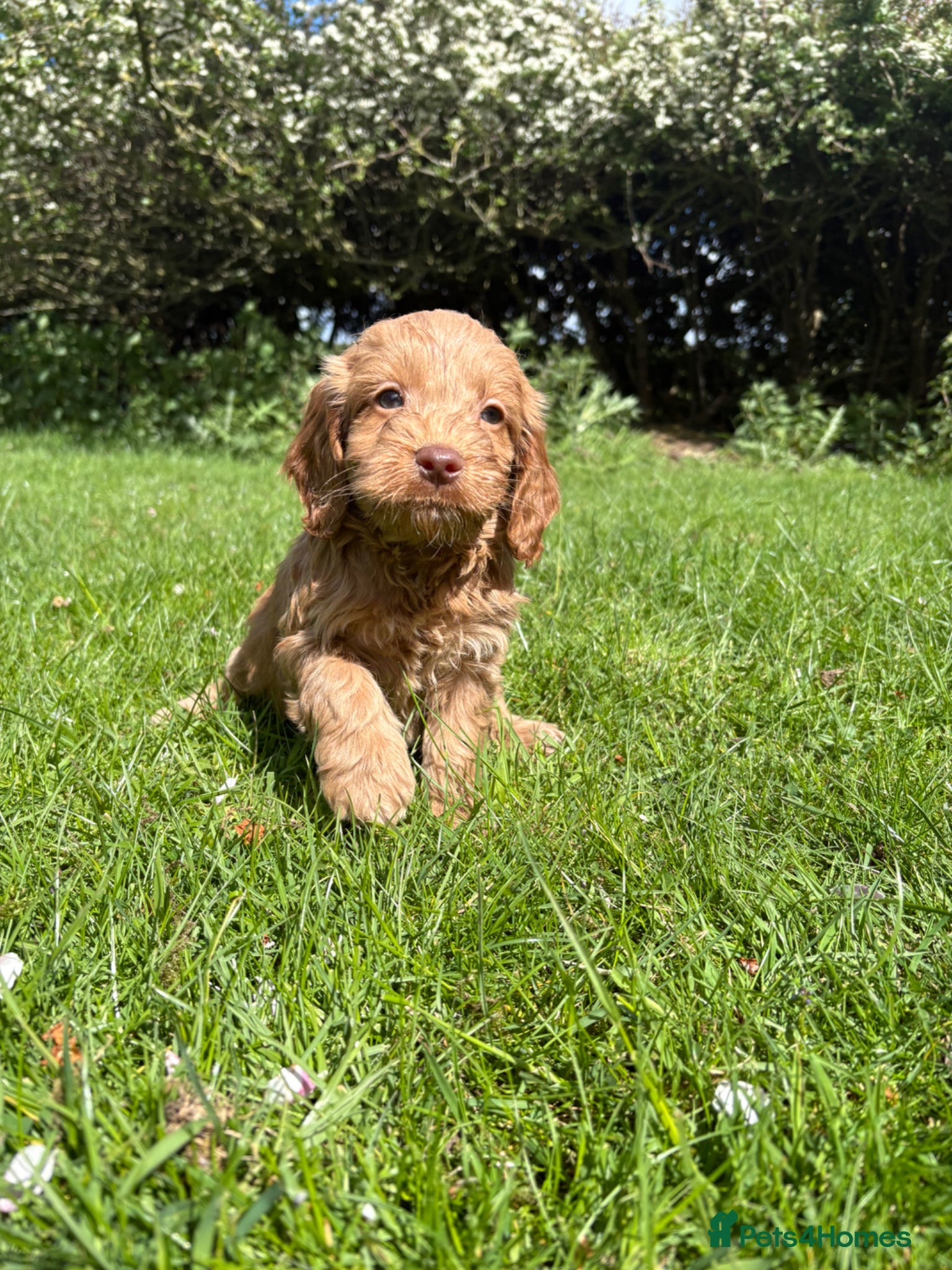 Cockapoo dogs F1 cockapoo puppies - Advert 5