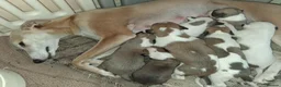 Whippet dogs for sale: Whippet Puppies in Dollar - Advert 1