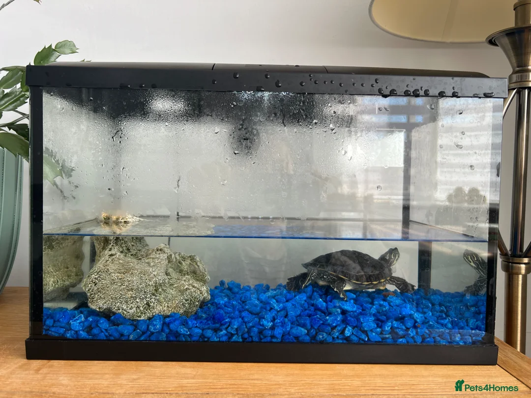 Turtle reptiles for sale: Adorable turtle  in Romford - Advert 5