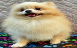 Pomeranian dogs for adoption: ToTo: A Little Angel - Image 5