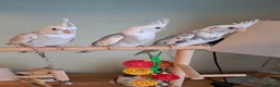 Mixed Breed birds for sale: Hand reared baby cocktails looking for lovely home - Advert 7