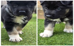 German Shepherd dogs for sale: 🐾 3 beautiful female german shepherd puppies 🐾 - Advert 8