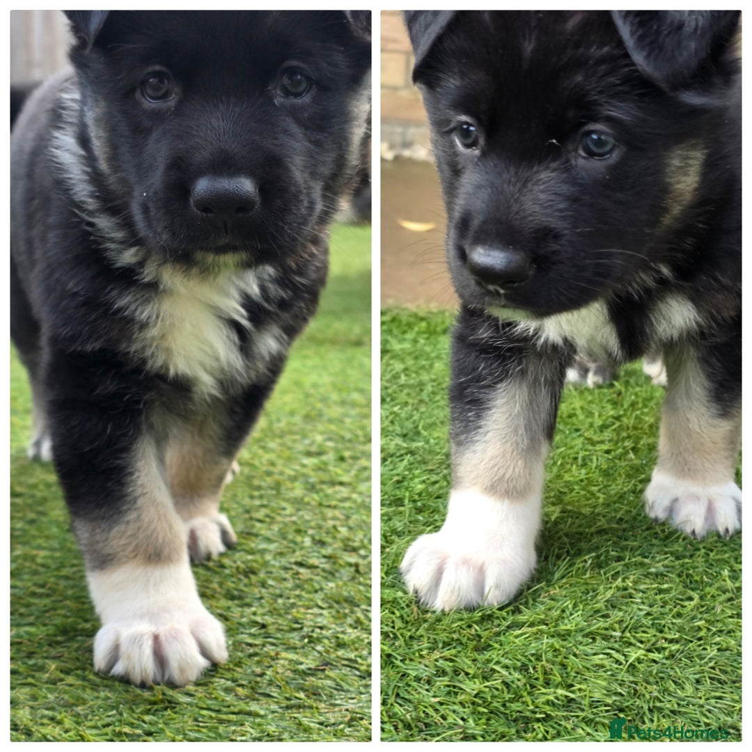 German Shepherd dogs for sale: 🐾 3 beautiful female german shepherd puppies 🐾 - Advert 8