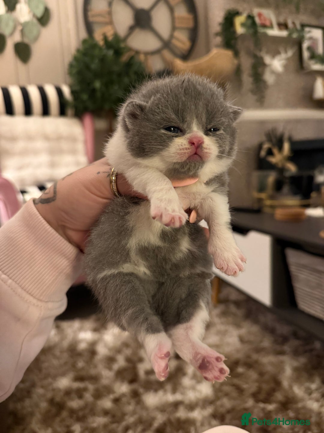 British Shorthair cats for sale: Pure British Shorthair kittens Champion line🥇😻🏆 - Advert 12