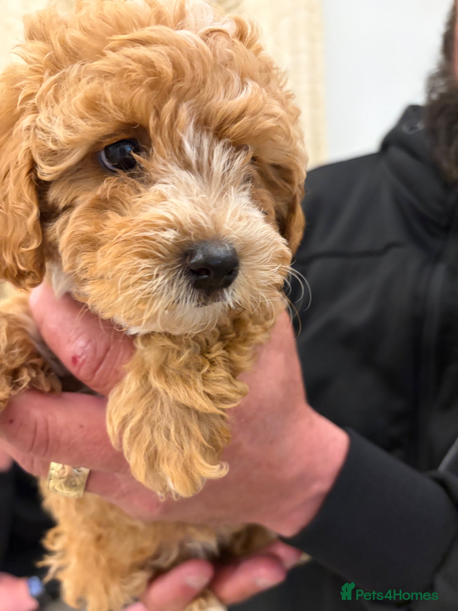 Maltipoo dogs ***STUNNING Maltipoo puppies ready now  - Advert 4