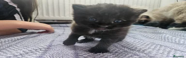 Mixed Breed Kitten 3