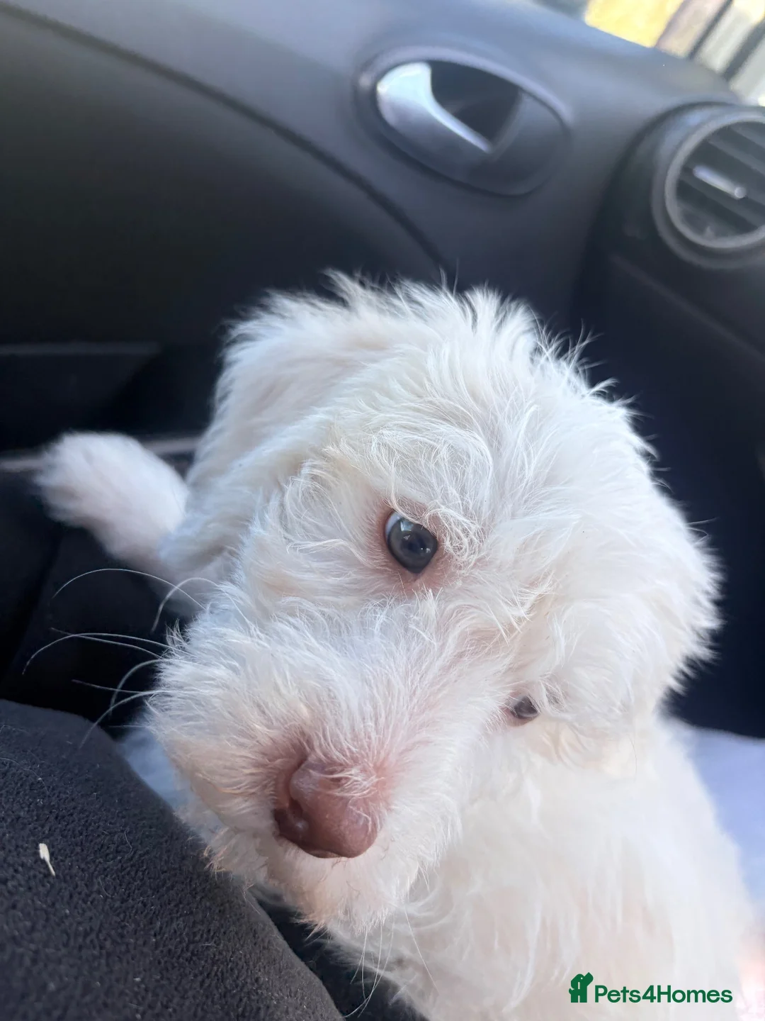 Labradoodle dogs for sale: Male Labradoodle  - Advert 3