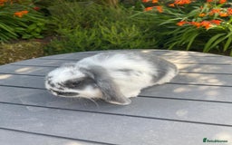 Mini Lop rabbits for sale: Beautiful Mini Lop Bunnies - Image 10