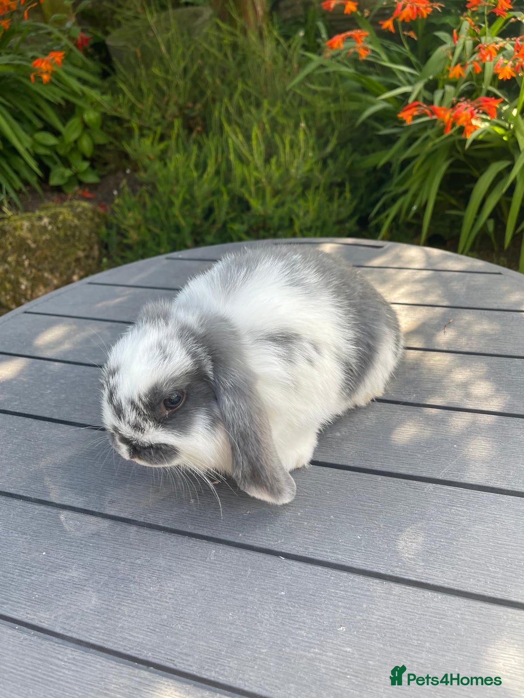 Mini Lop rabbits for sale: Beautiful Mini Lop Bunnies - Image 10