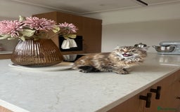 Persian cats for sale: Persian x Siberian fluffy tabby kitten - Advert 1