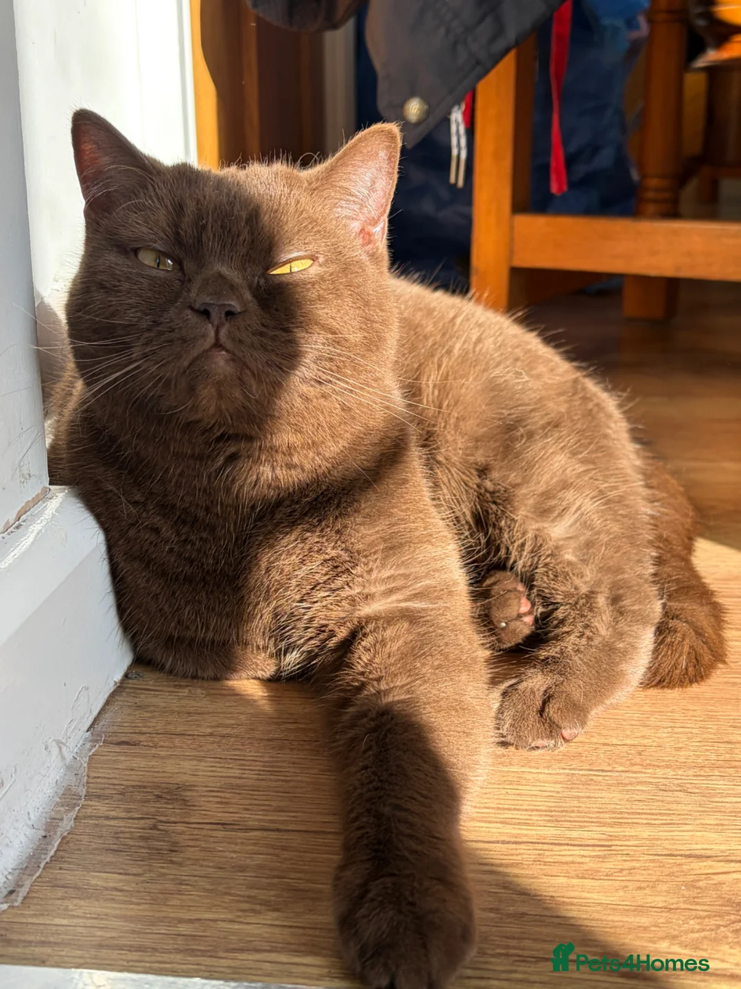 British Shorthair cats for sale: Cinnamon BSH, 2yr Girl - Advert 1