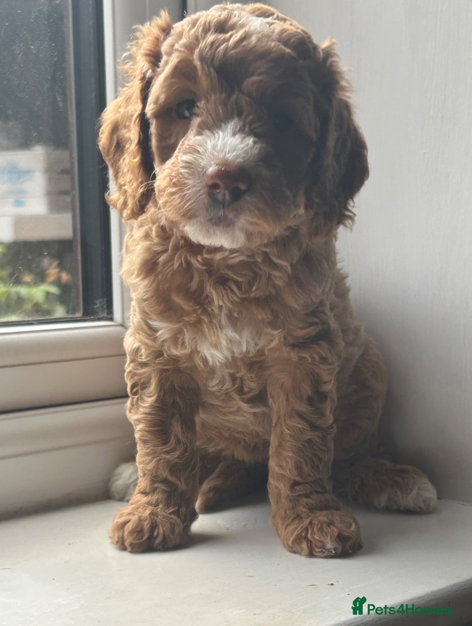 Double Doodle dogs Gorgeous Australian double doodle puppies - Advert 7