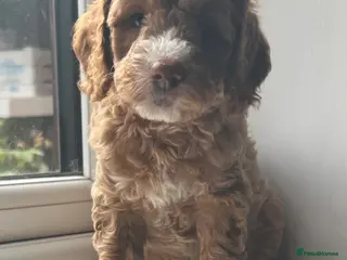 Double Doodle dogs Gorgeous Australian double doodle puppies - Advert 1