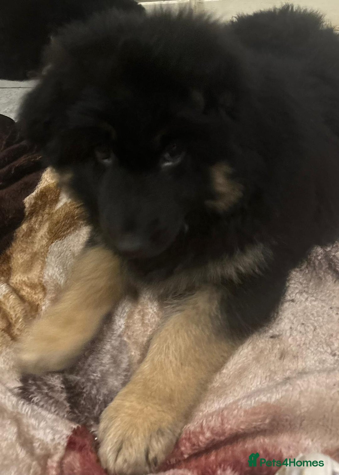 German Shepherd dogs for sale: 2 German Shepard boys  - Advert 9