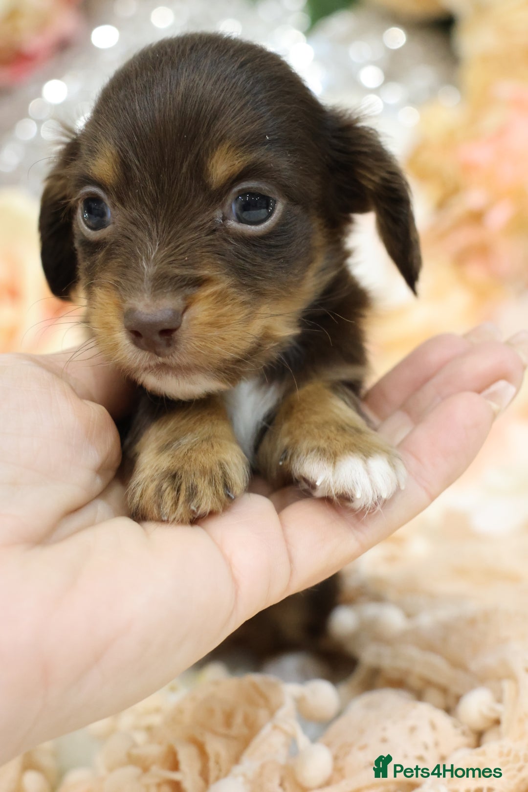 Miniature Dachshund dogs for sale: KC Longhair Miniature Dachshund Puppies - Advert 3