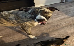 Mixed Breed dogs for sale: Bears looking for a loving new home - Image 7