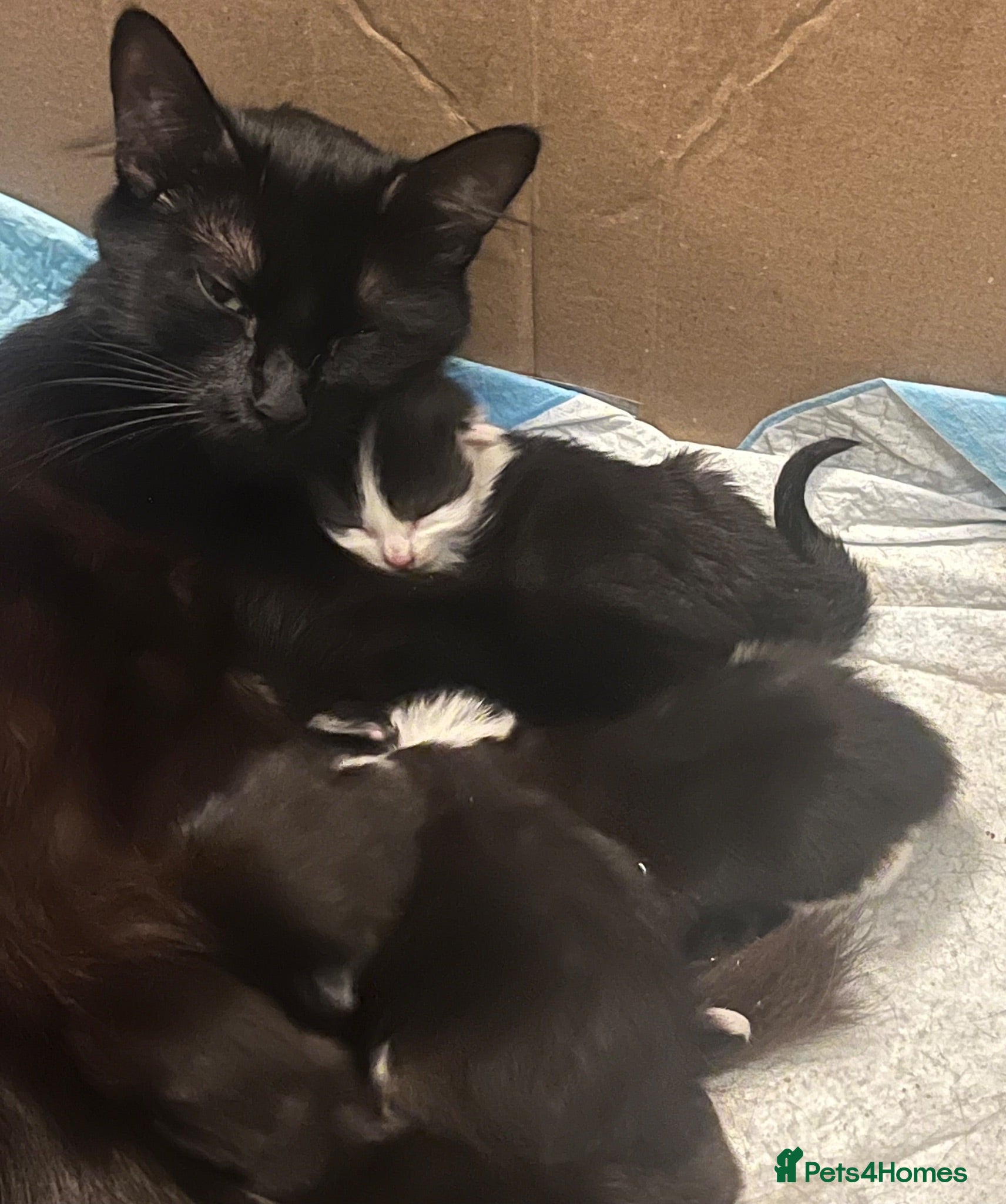 Domestic Shorthair cats Fluffy cats  - Advert 3