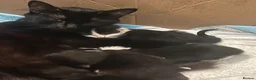 Domestic Shorthair cats for sale: Fluffy cats  in Doncaster - Advert 1
