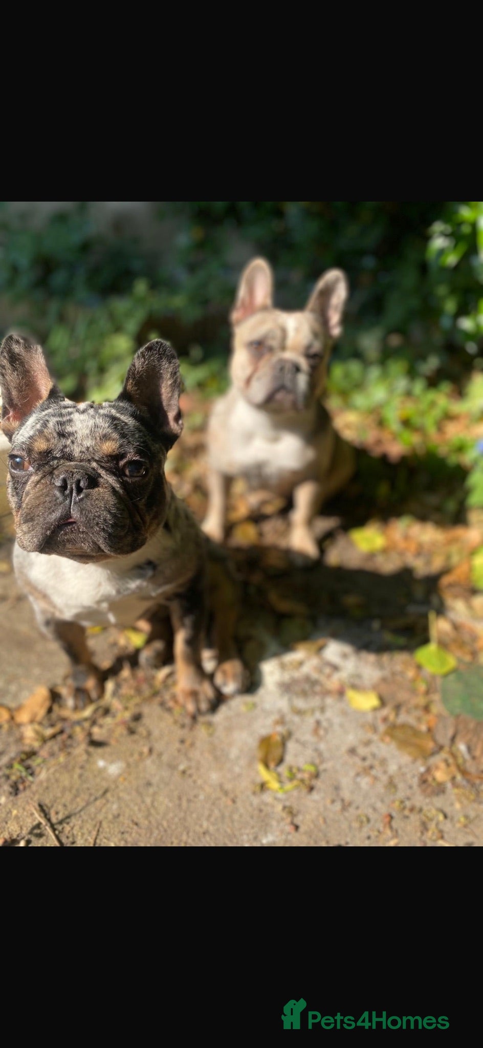 French Bulldog dogs Loving 4-Year-Old Male French Bulldog - Advert 2