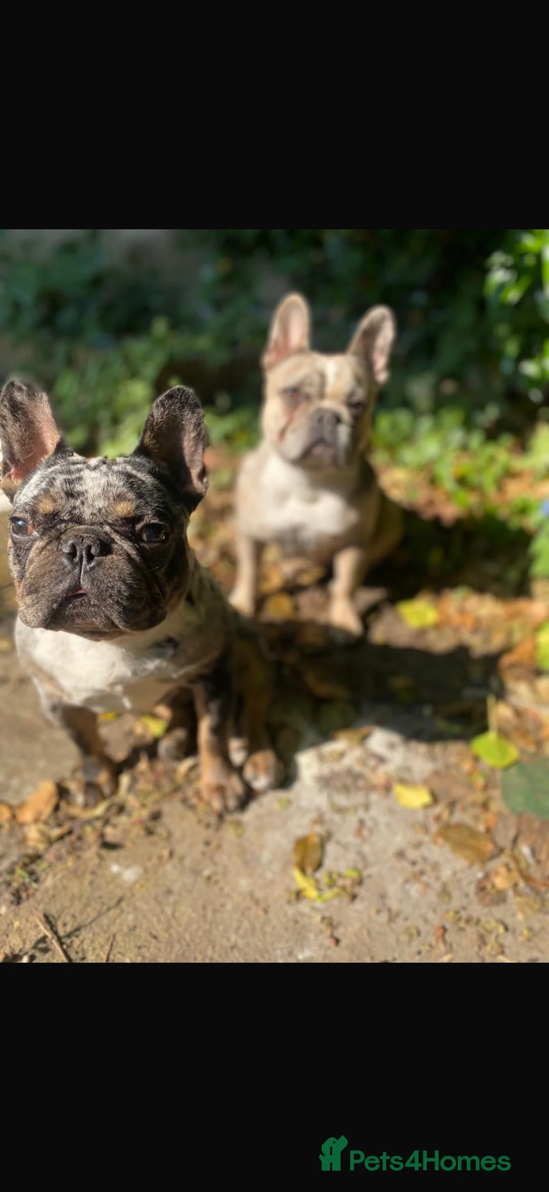 French Bulldog dogs for sale: Loving 4-Year-Old Male French Bulldog in London - Advert 1