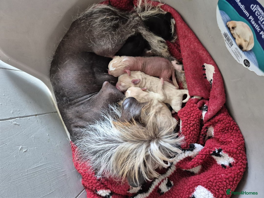 Mixed Breed dogs for sale: Chinese crested X toy poodle (crestipoo) - Image 6