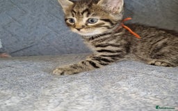 Ragdoll cats for sale: Ragdoll cross - Image 7