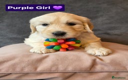 Goldendoodle dogs for sale: Goldendoodle retriever  - Image 7