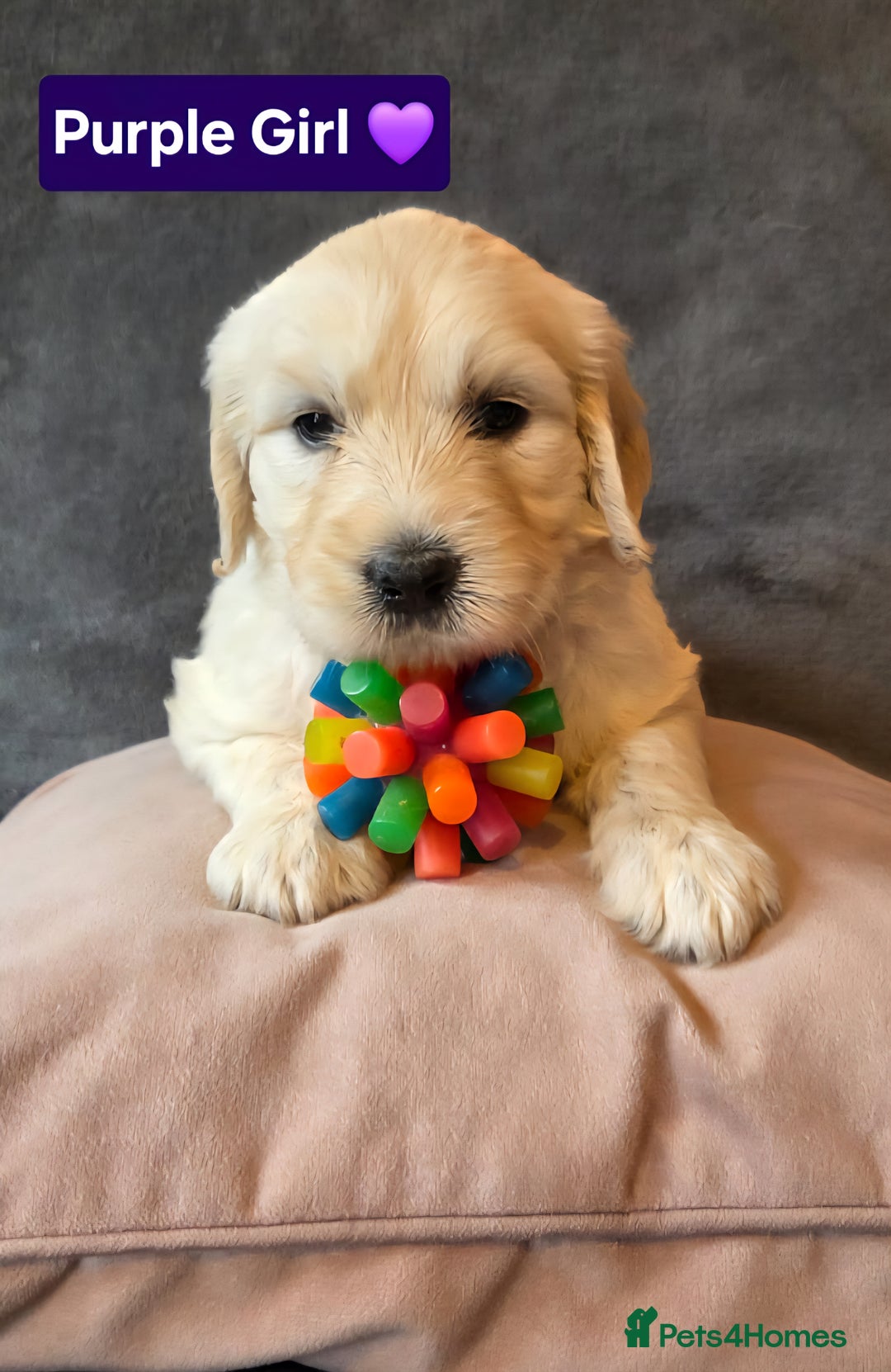 Goldendoodle dogs for sale: Goldendoodle retriever  - Image 7