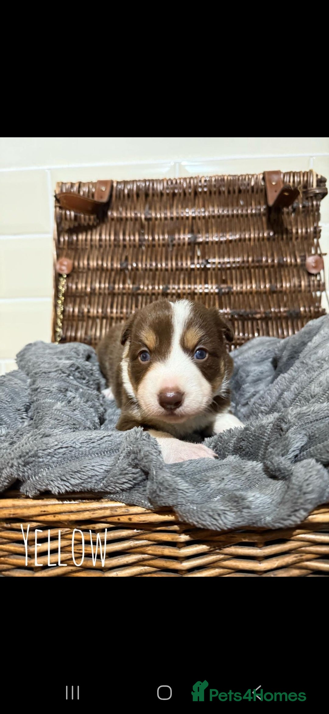 Border Collie dogs for sale: Brown,tan and white border collie pups for sale  - Advert 2