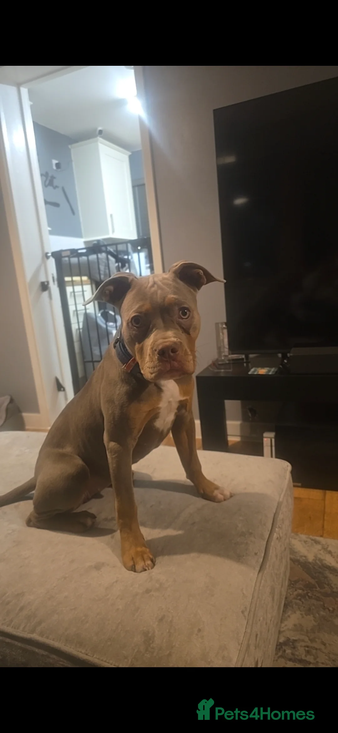 American Bully dogs for sale: Classic american bully - Advert 2