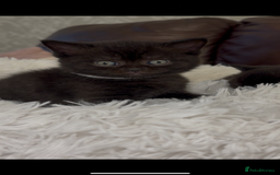 British Shorthair cats for sale: Only 2 girls left ready to go BBSH - Image 17