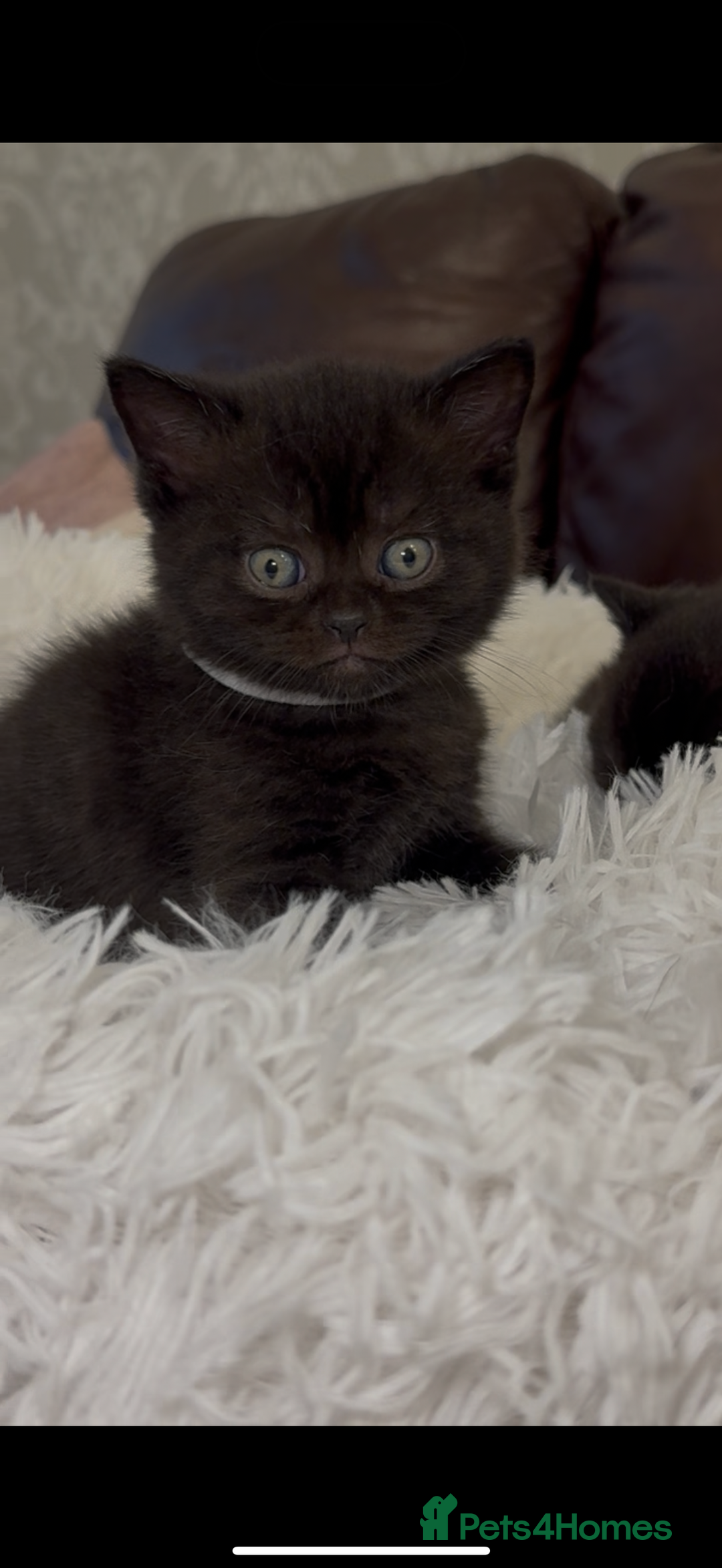 British Shorthair cats for sale: Only 2 girls left ready to go BBSH - Image 17
