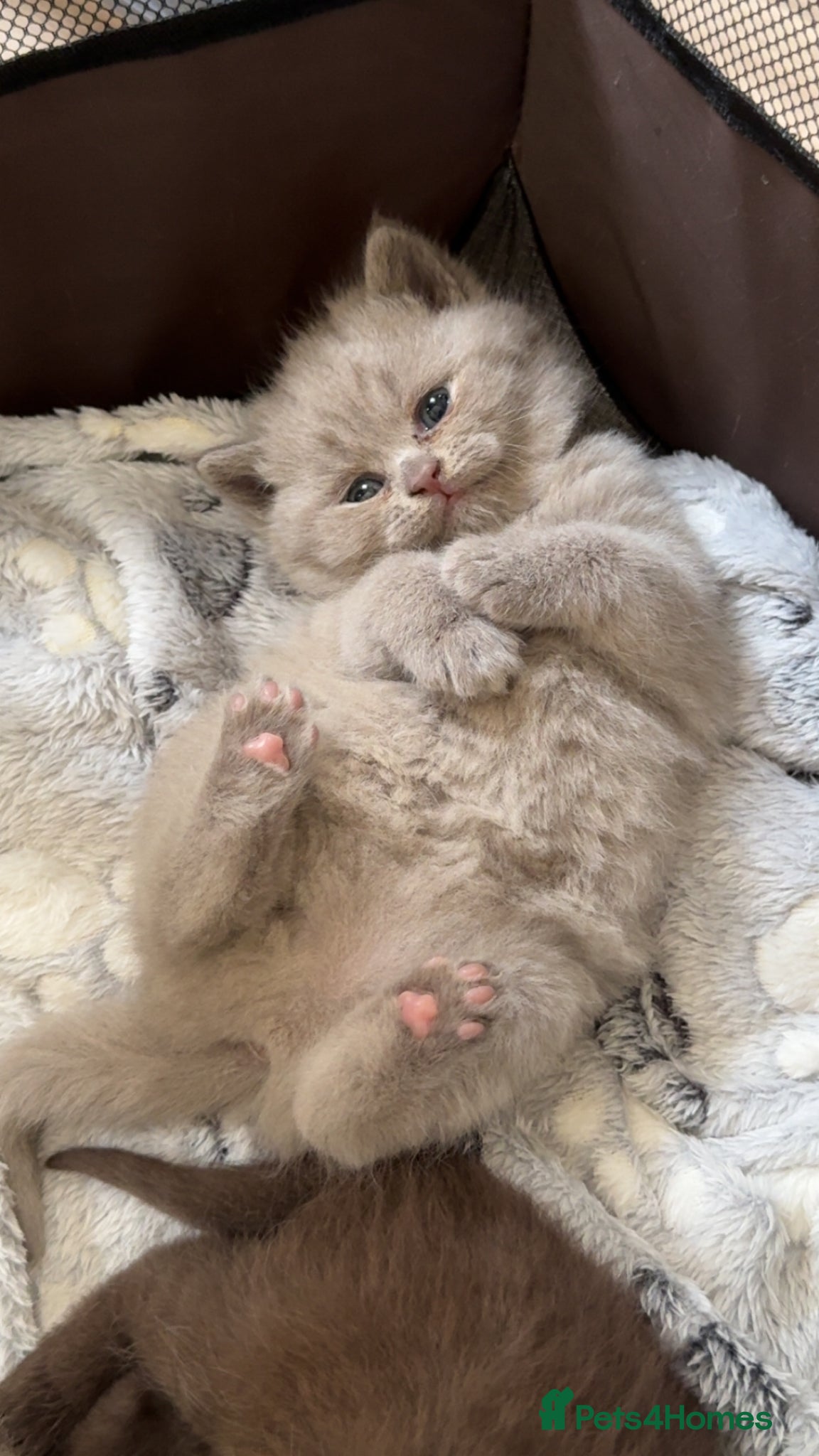 British Shorthair cats LAST TWO lilac British shorthair kittens! 🐾🩶 - Advert 12