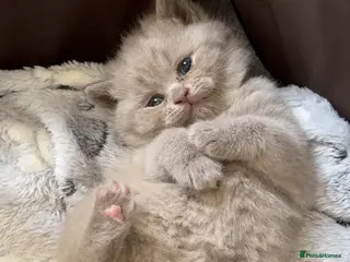 British Shorthair cats LAST TWO lilac British shorthair kittens! 🐾🩶 - Advert 12
