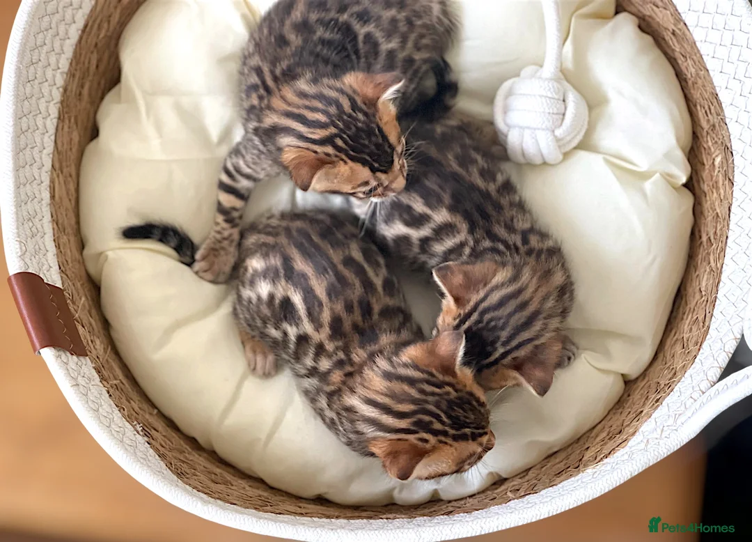 Bengal cats for sale: 2 Handsome Boys & 1 Pretty little Girl 💙💙🩷 - Advert 7