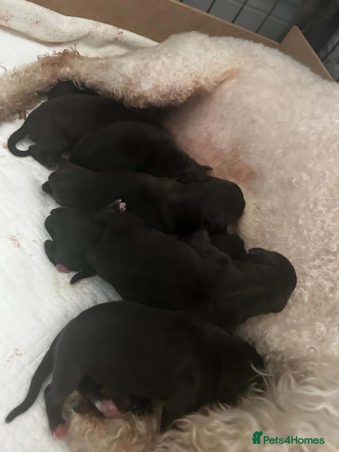 Mixed Breed dogs for sale: Beddlington x whippet puppies - Advert 6
