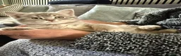 British Shorthair cats for sale: Last 2 kitten available  - Advert 3