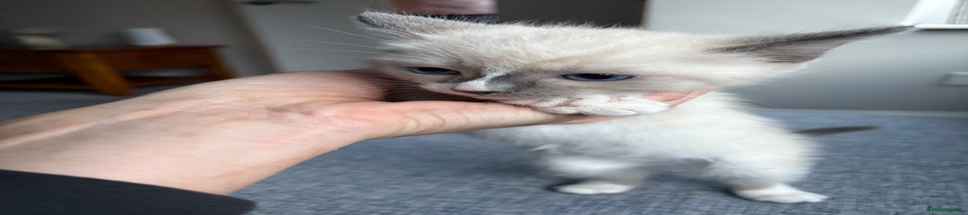 Ragdoll Kitten 3