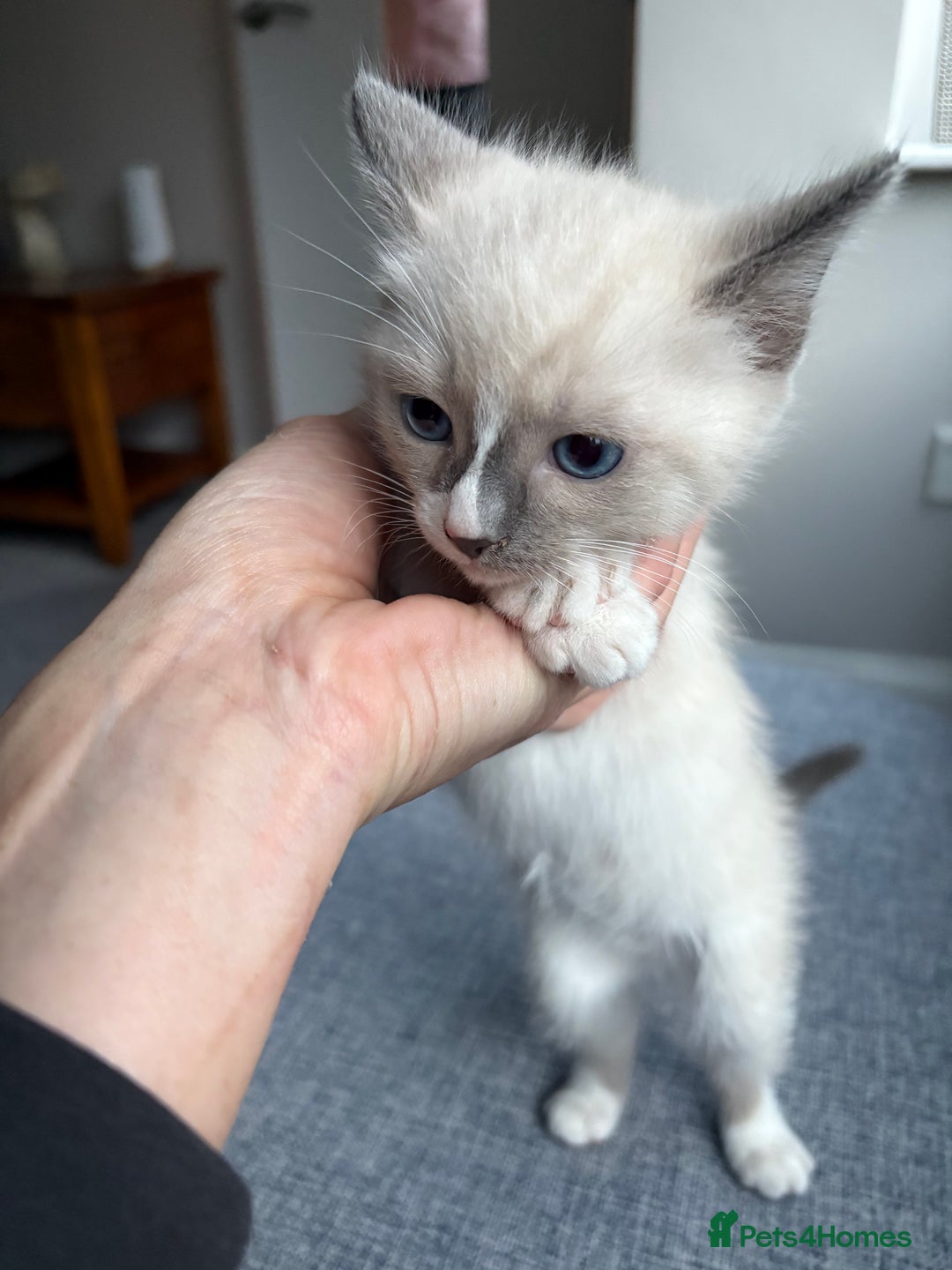 Ragdoll cats for sale: Part bred ragdolls  - Image 4