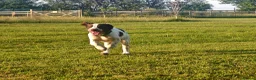 English Springer Spaniel dogs for sale: Rehoming much loved pup in Skegness - Advert 4