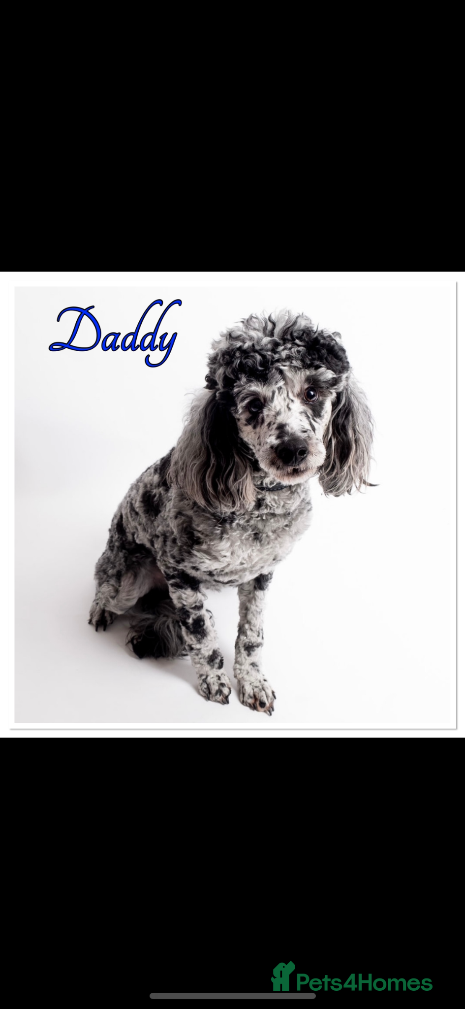 Labradoodle dogs 🐾🐾Advanced trained Therapy/Assistance Puppy🐾🐾 - Advert 2