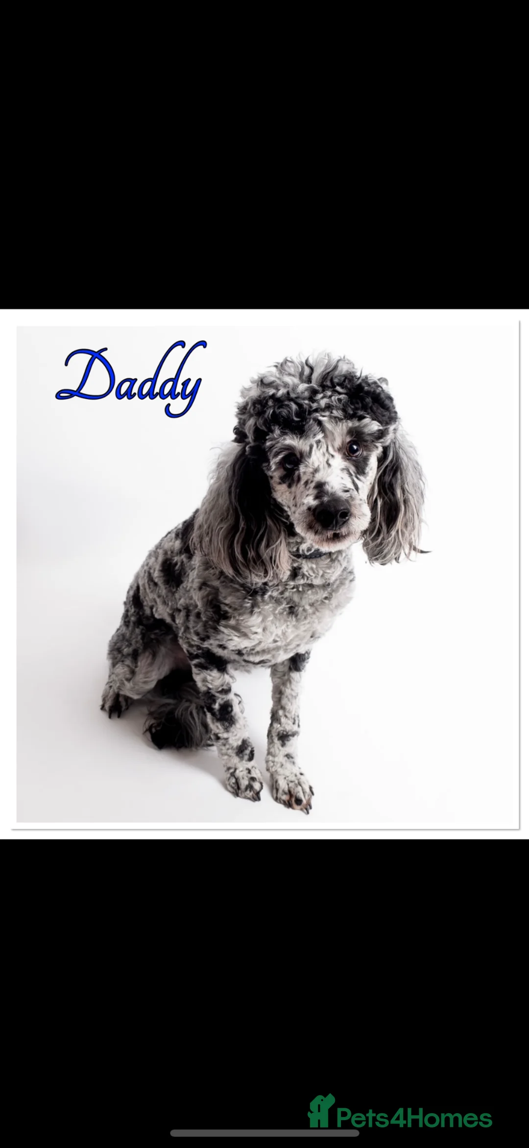 Labradoodle dogs for sale: 💐THERAPY/ASSISTANCE PUP💐PLEASE READ💐 - Advert 17