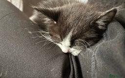 British Shorthair cats for sale: Two kittens  - Image 4