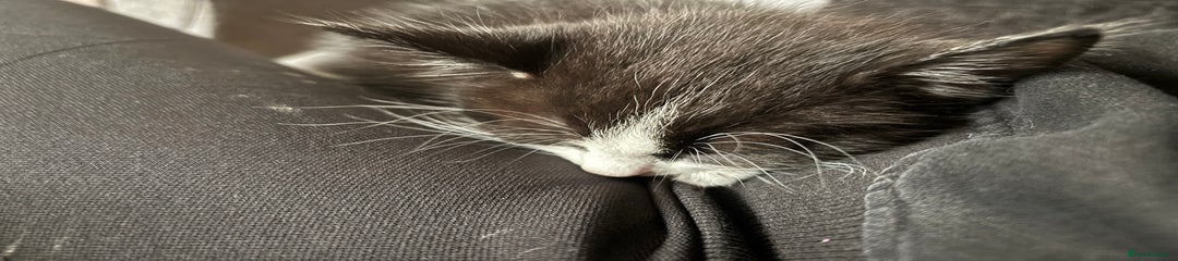 British Shorthair Kitten 2