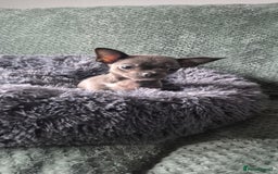 Chihuahua dogs for sale: ❤️Amazing Chihuahua Puppies - Image 3