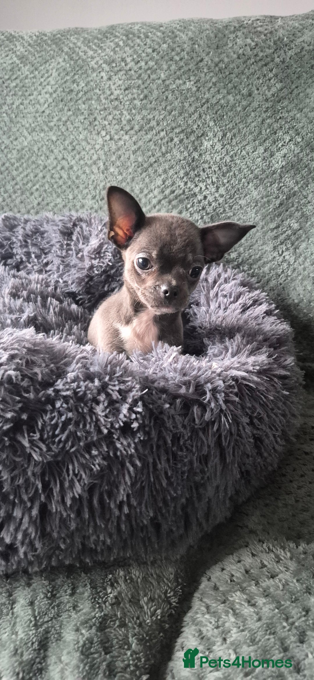 Chihuahua dogs for sale: ❤️Amazing Chihuahua Puppies - Image 3