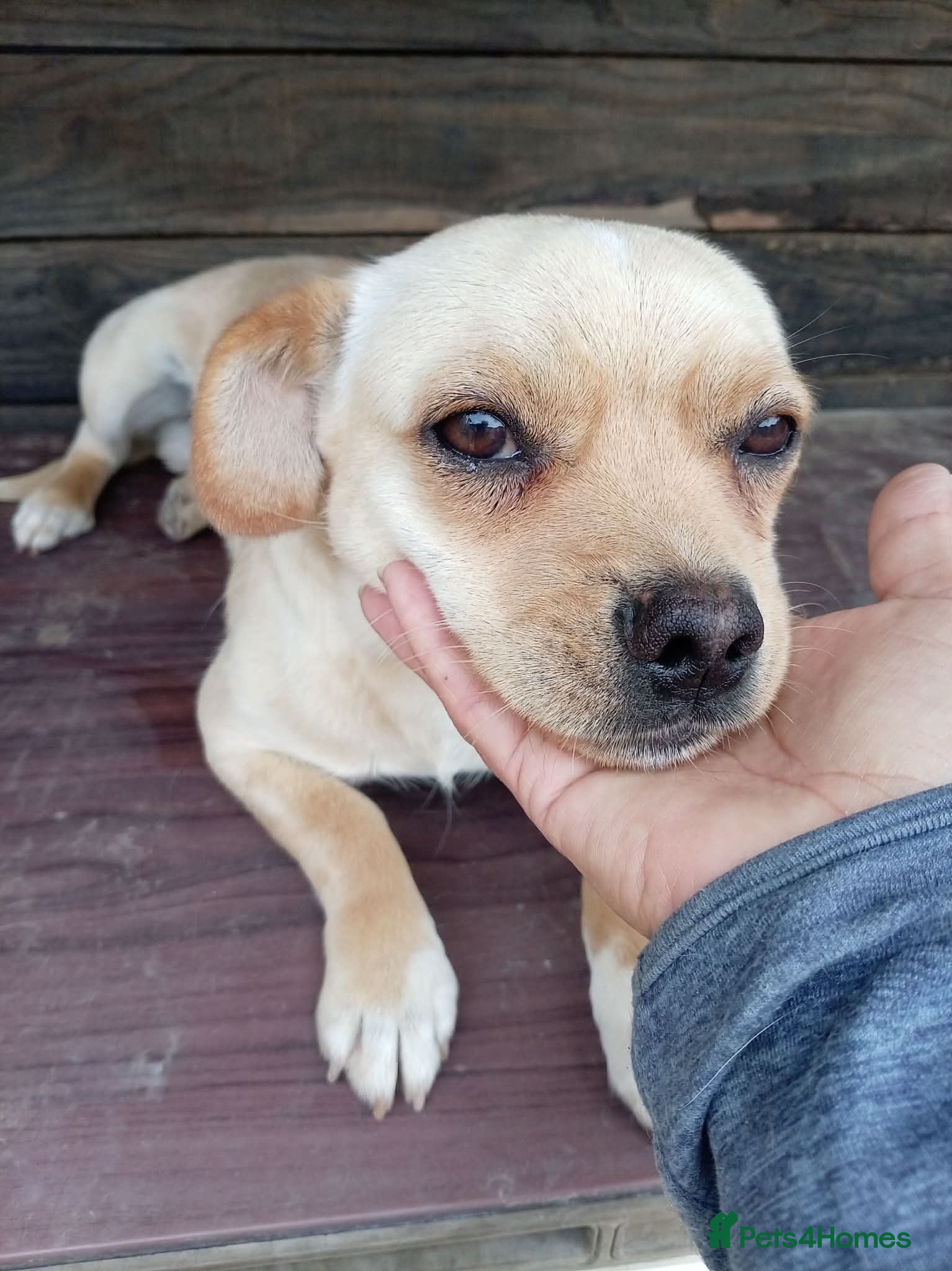 Mixed Breed dogs BUDDY - Advert 2