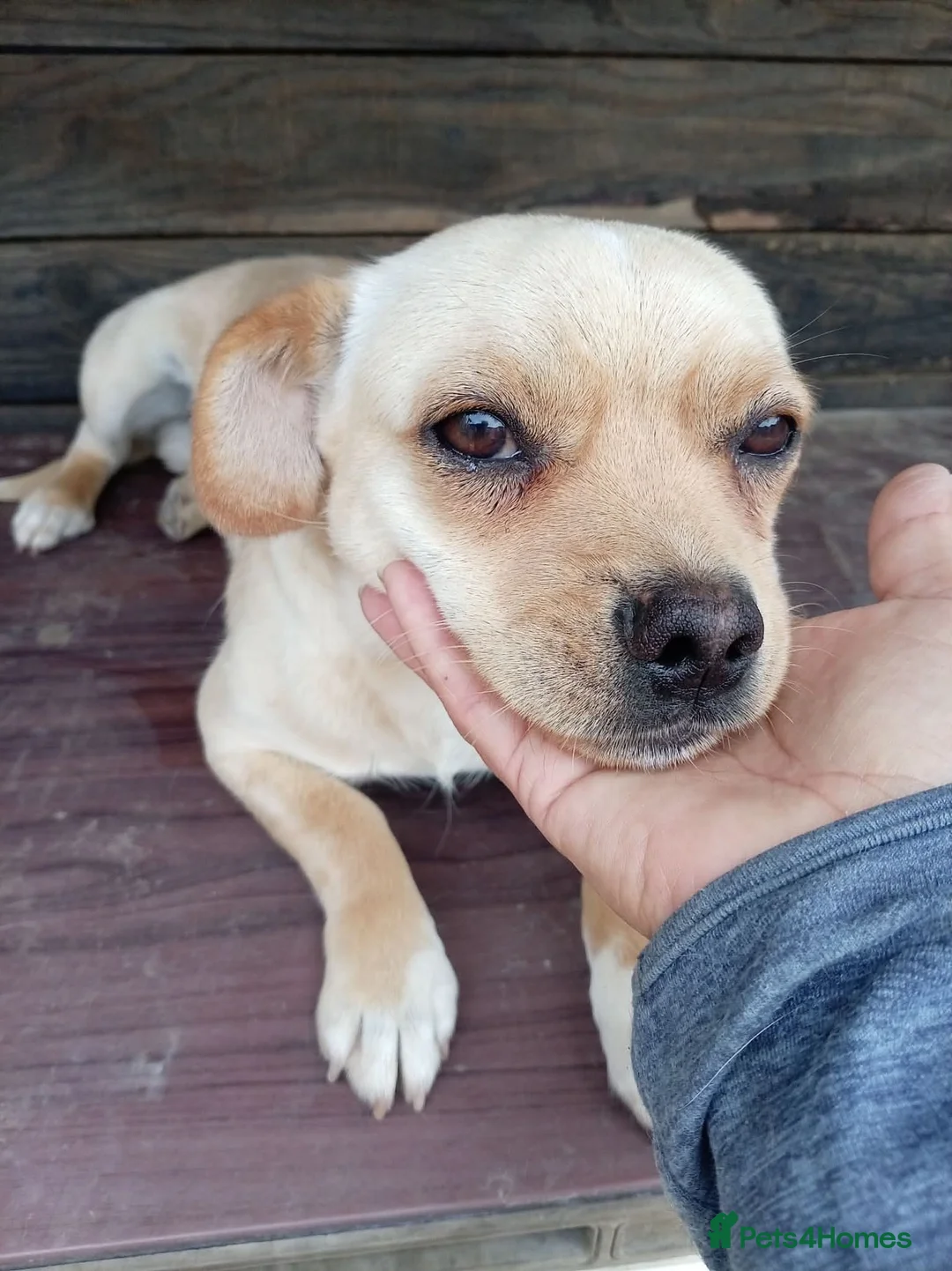 Mixed Breed dogs for adoption: BUDDY - Advert 1