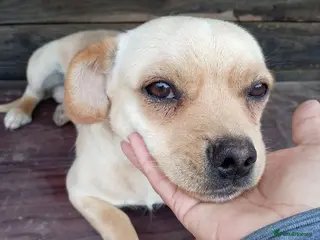 Mixed Breed dogs BUDDY - Advert 1